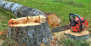 Trusted Robins, IA Tree Services Experts