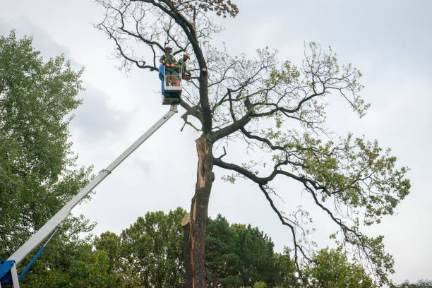  Robins, IA Tree Services Pros