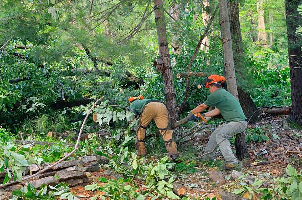 Best Tree Cabling and Bracing  in Robins, IA