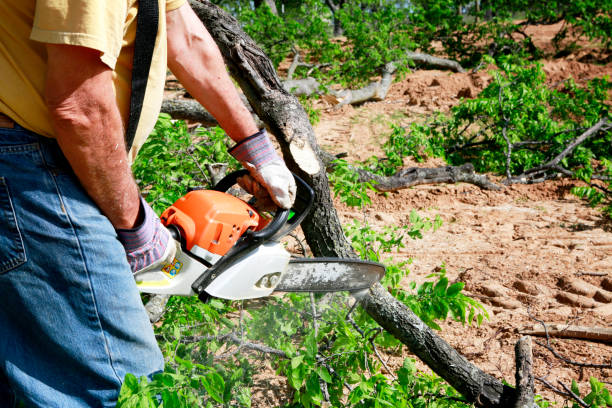 Best Lawn Maintenance Plans  in Robins, IA